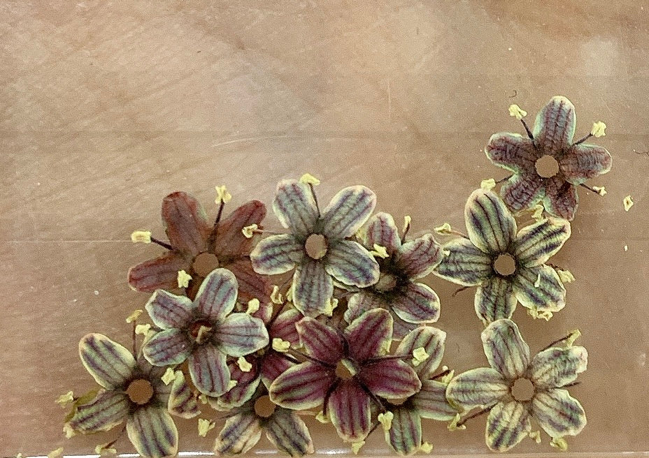 Dried Flower 12pcs