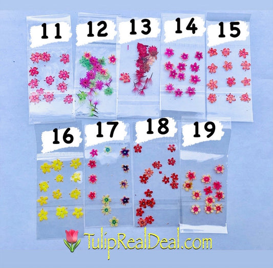 Dried Flower 12pcs