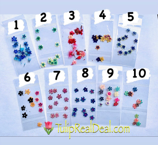 Dried Flower 12pcs