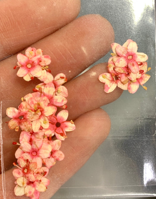 Dried Flowers 24pcs